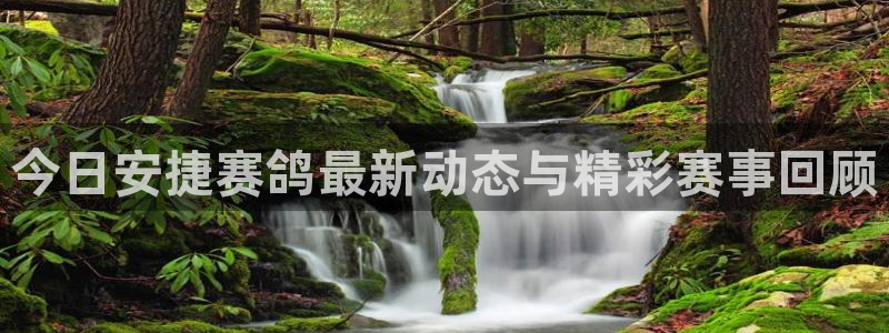 9255tv直播无插件nba：今日安捷赛鸽最新动态与精彩赛事回顾